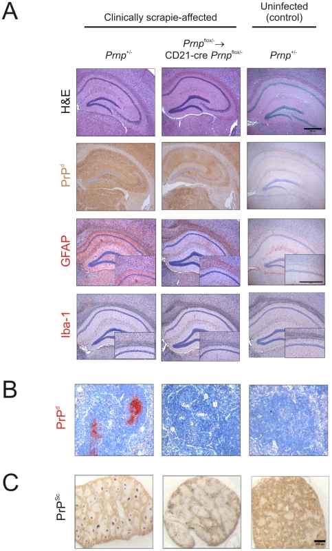 Effect of FDC-restricted PrP<sup>C</sup>-ablation on PrP<sup>Sc</sup> accumulation in the brains and spleens of scrapie-affected mice.