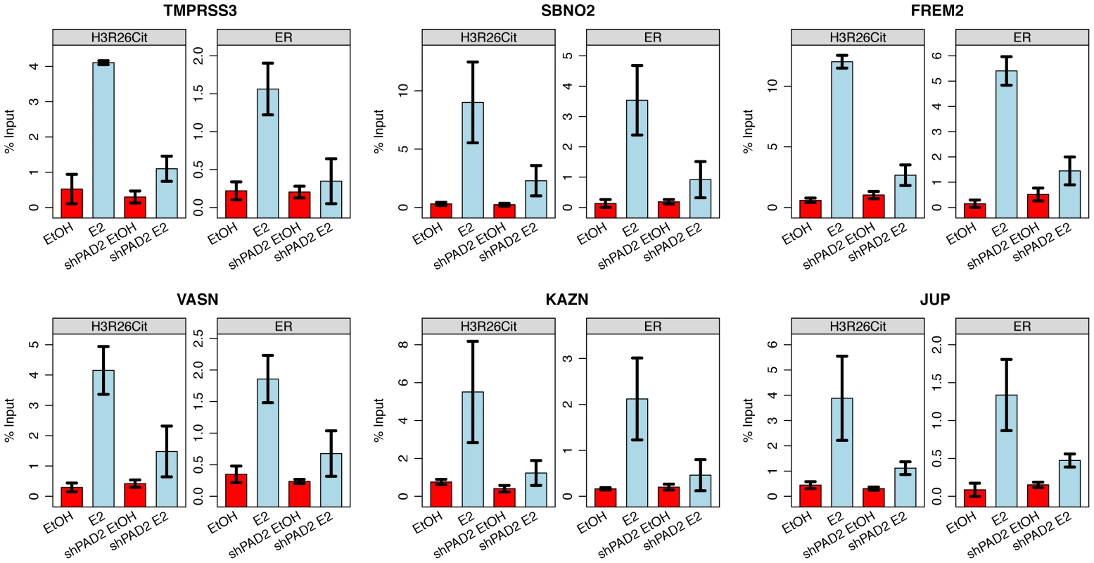 PAD2 depletion abrogates deimination of H3R26 and ER binding.