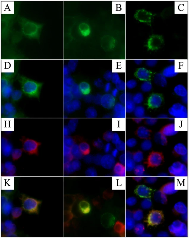 Localization of FAM20A to the Golgi.