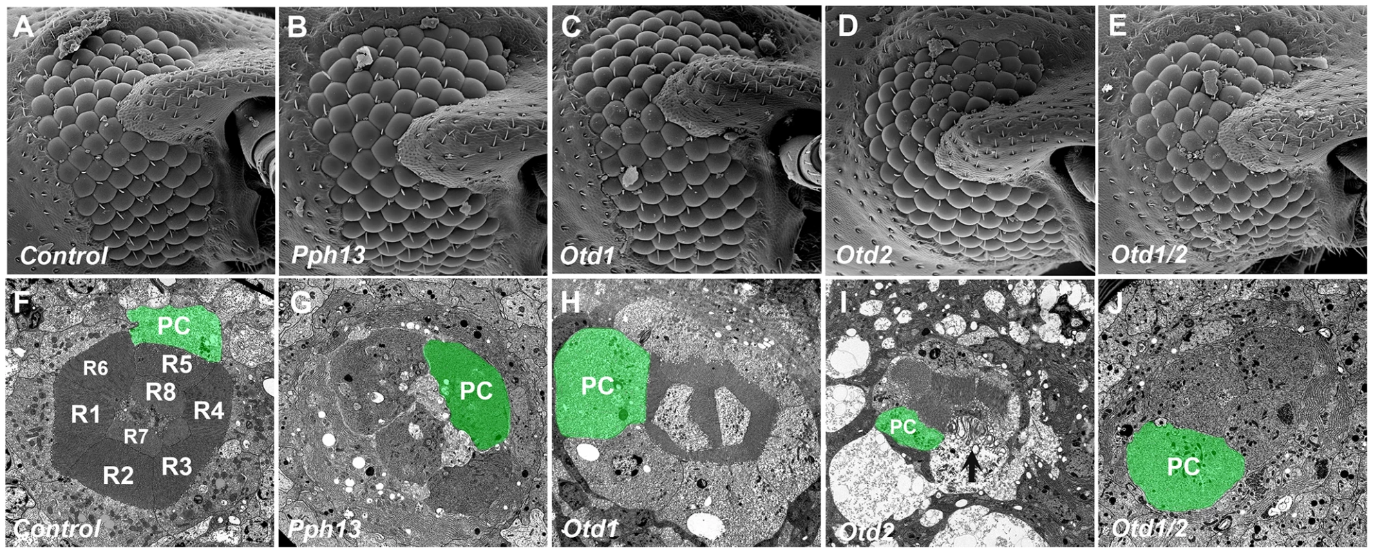 Knockdown of <i>Tribolium Pph13</i>, <i>otd1</i> and <i>otd2</i> affects rhabdomere biogenesis.