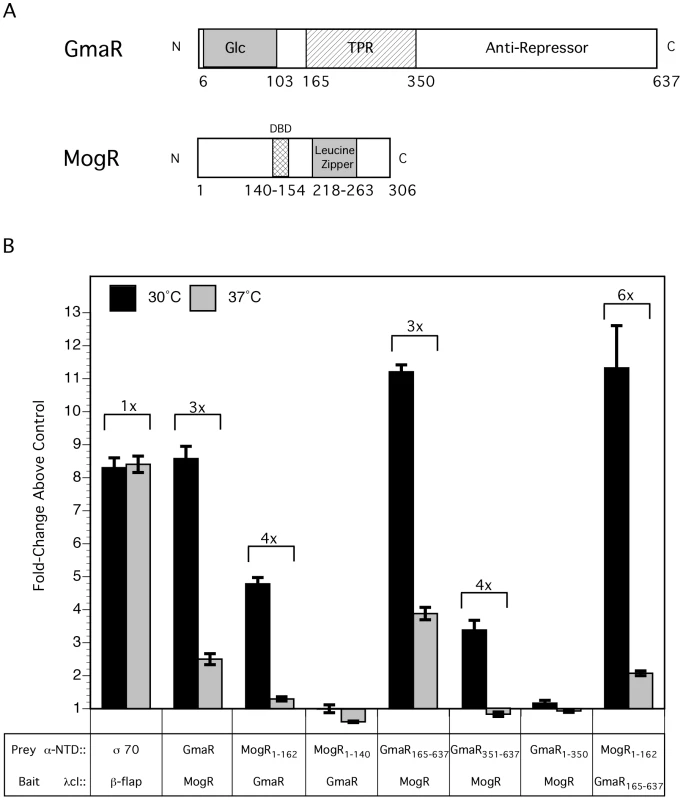 The interaction between GmaR and MogR is temperature-sensitive.