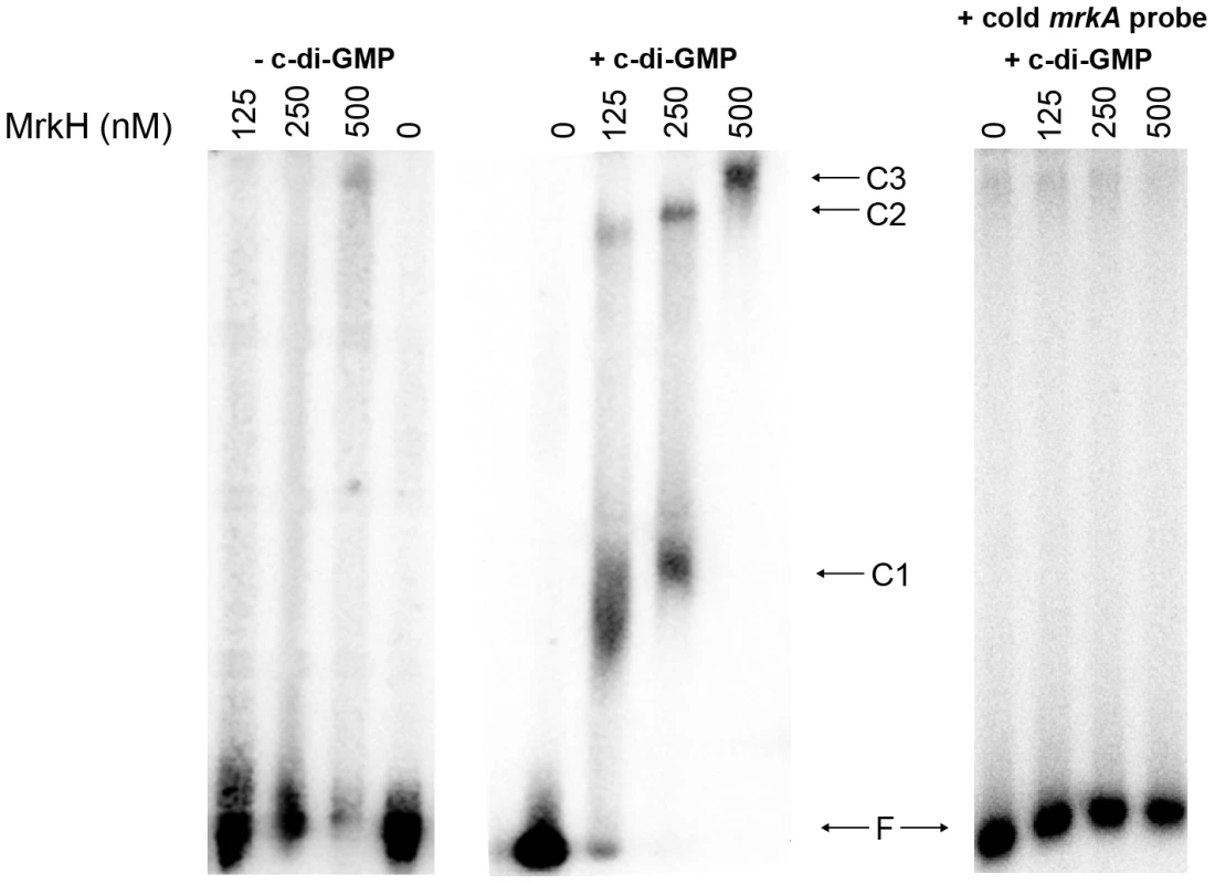 Analysis of the binding of MrkH-8×His to the <i>mrkA</i> regulatory region by EMSA.