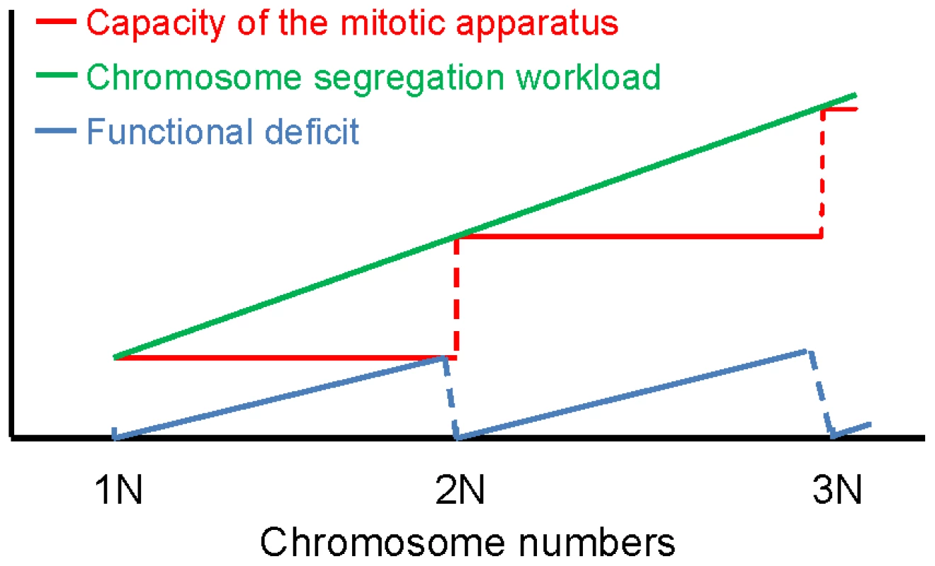 Model of discrete scaling of the functionality of the mitotic system.