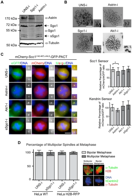 Astrin (Spag5), Aki1 and Sgo1 depletion does not promote centriole disengagement.