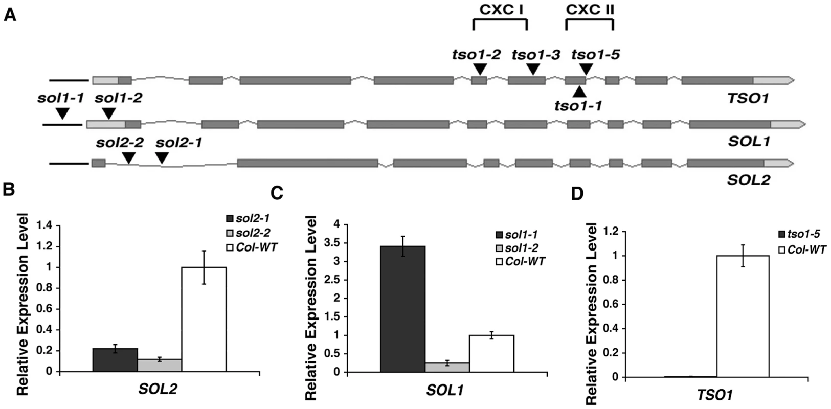 Analyses of T-DNA insertion lines in <i>TSO1</i>, <i>SOL1</i>, and <i>SOL2</i>.
