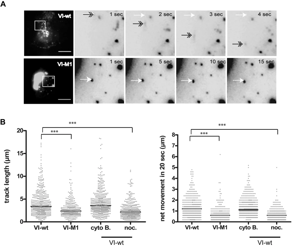 Subcellular dynamics of protein VI.