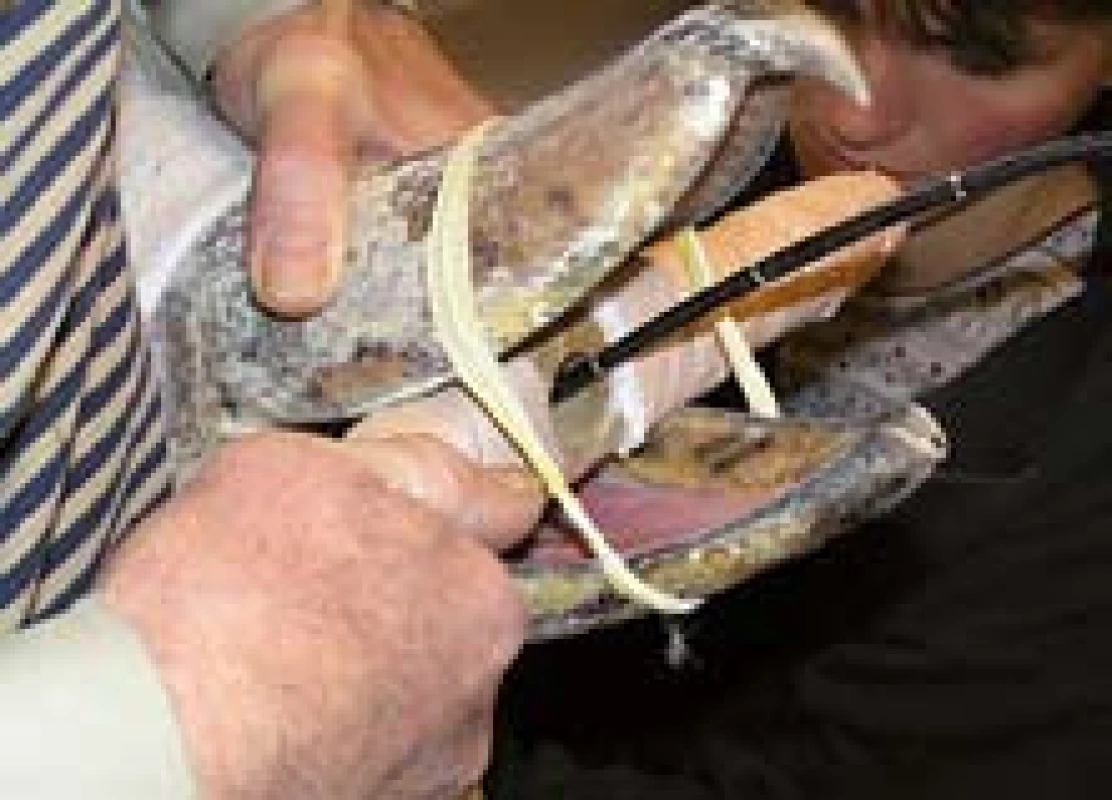 Endoskopické vyšetření nemocného člunozobce afrického.
Fig. 3. Endoscopic examination of sick Balaeniceps rex.

