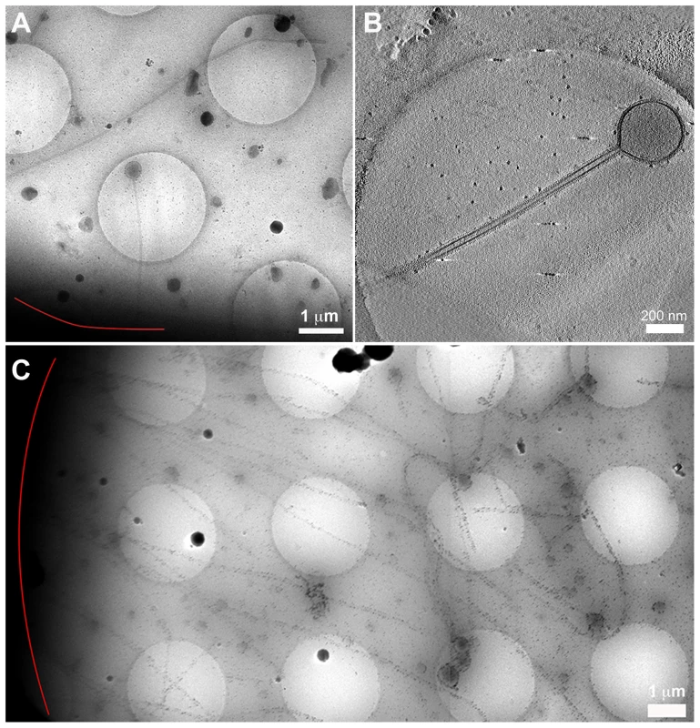 Cryomicroscopy and tomography of influenza A/Udorn/72 infected cells.