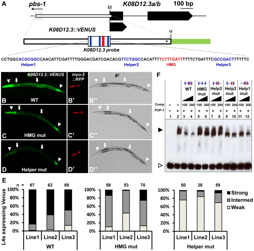 Identification of a new POP-1 target using a computational search for Helper site-HMG site clusters.