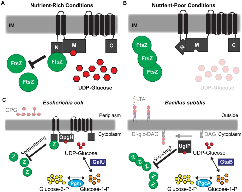 Glucosyltransferase OpgH couples cell size to nutritional availability and growth rate in <i>E. coli</i>.
