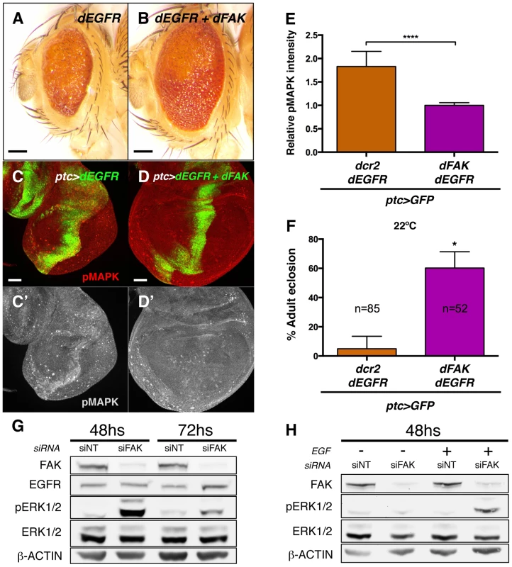 FAK suppression of RTK signalling is conserved.