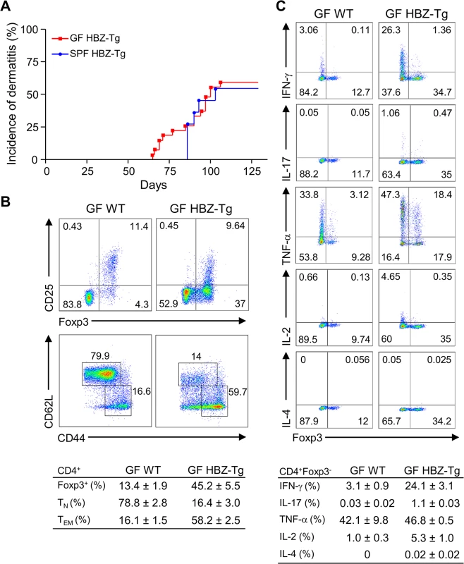 Inflammatory phenotypes of germ-free HBZ-Tg mice.