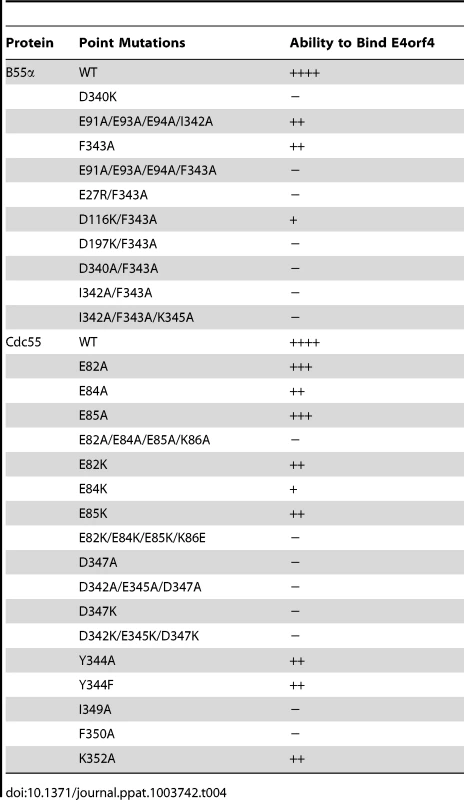 Summary of B55α and Cdc55 mutants that affected E4orf4 binding.