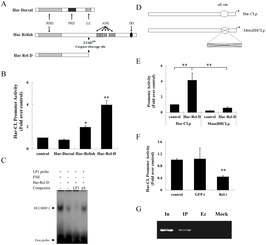 Har-Relish binding to the NF-κB-binding site and increasing Har-CL promoter activity.
