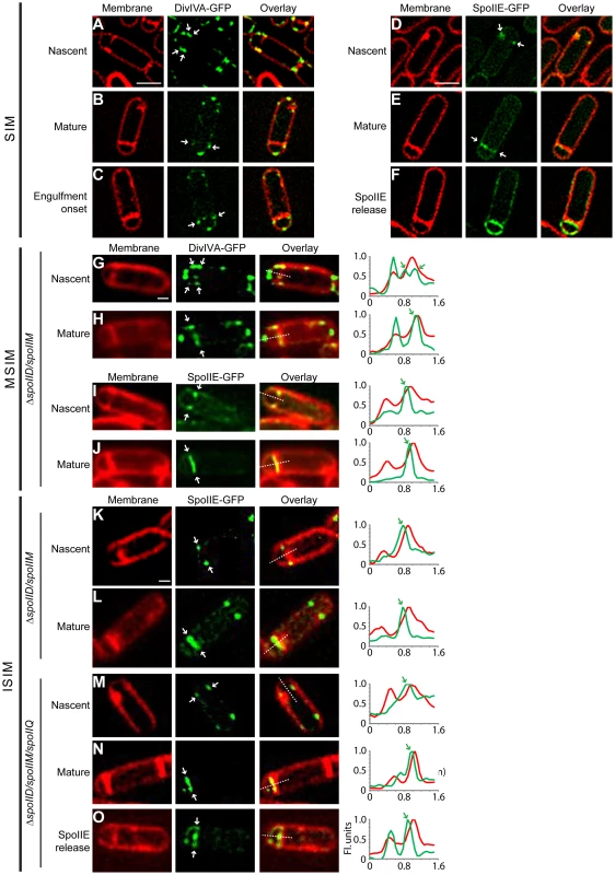 DivIVA and SpoIIE preferentially localize to the forespore side of the polar septum.