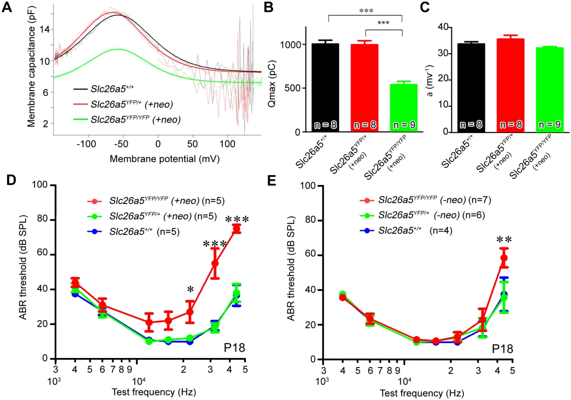 Slc26a5-YFP is functional in Slc26a5-YFP mice <i>(+neo)</i>.