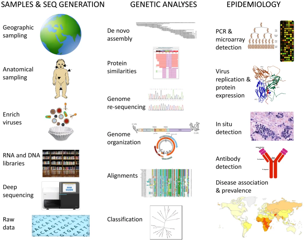Schematic steps for determination of human virome and its impact on health, including biological samples and data acquisition, genetic analysis, and epidemiology of viral infections.