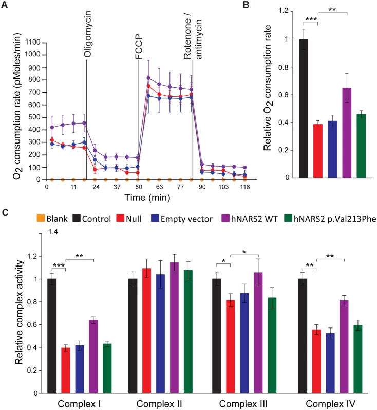 Analysis of the impact of the NARS2 mutations on mitochondrial functions.