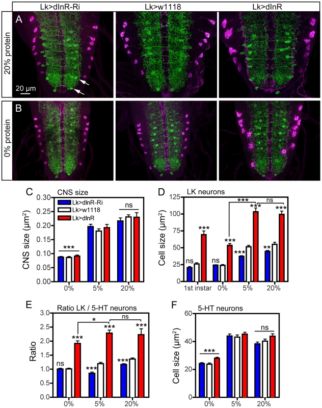Effects of diet on size of ABLK neurons.
