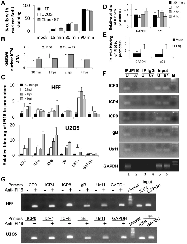 ChIP analysis of IFI16 binding to the HSV-1 genome at the transcriptional start site of viral genes.