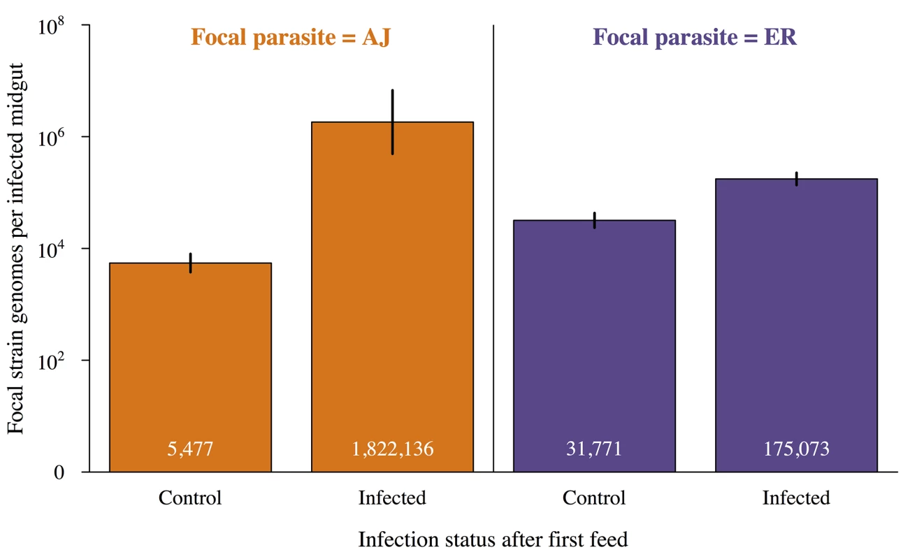 Infections established in already infected mosquitoes have higher genome counts.