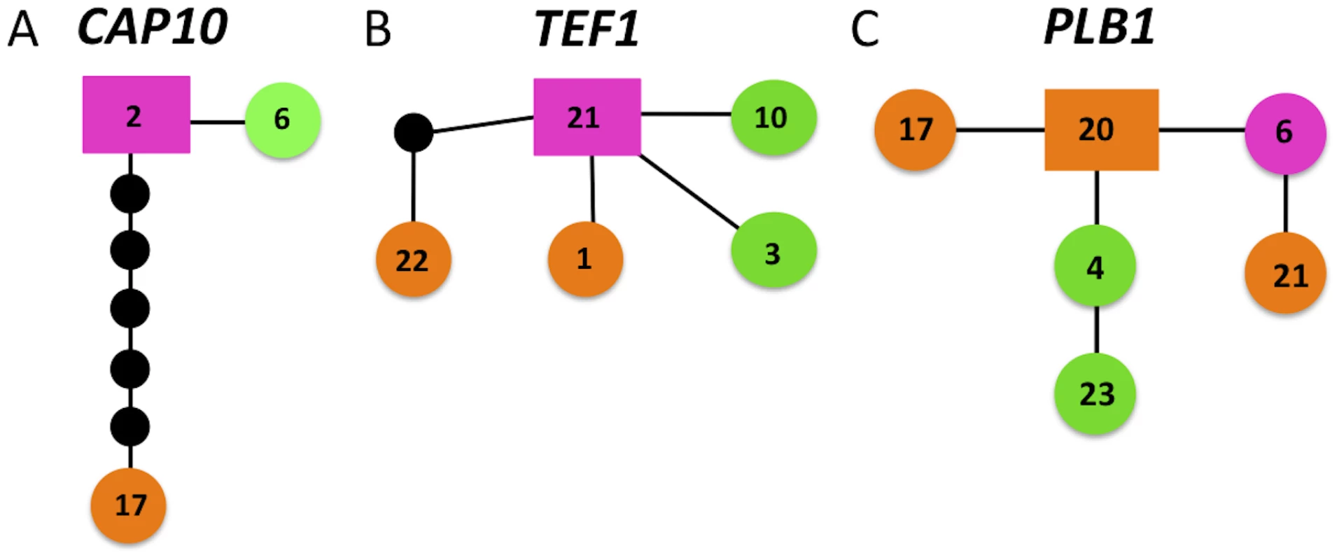 Haplotype mapping of markers harboring shared alleles between VGIIIa and VGIIIb shows evidence for both ancestral origins and introgression of shared alleles.