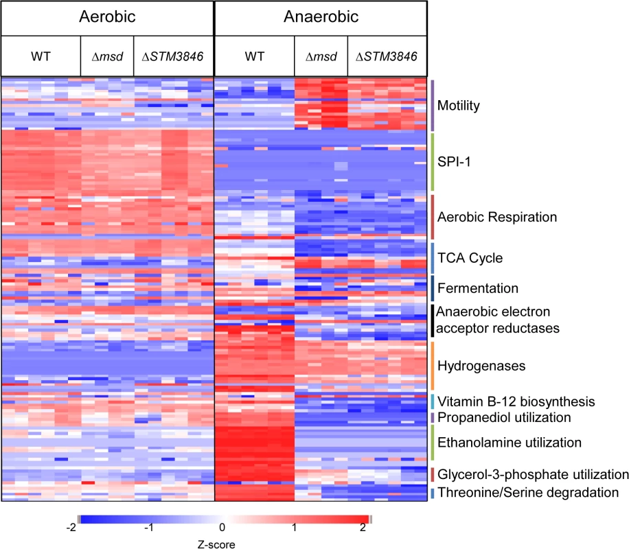 Proteins needed for anaerobic metabolism are dysregulated in mutants lacking msDNA.