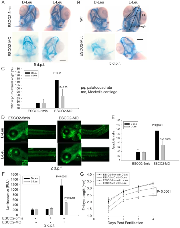 L-leucine rescues many aspects of development in ESCO2-depleted embryos.