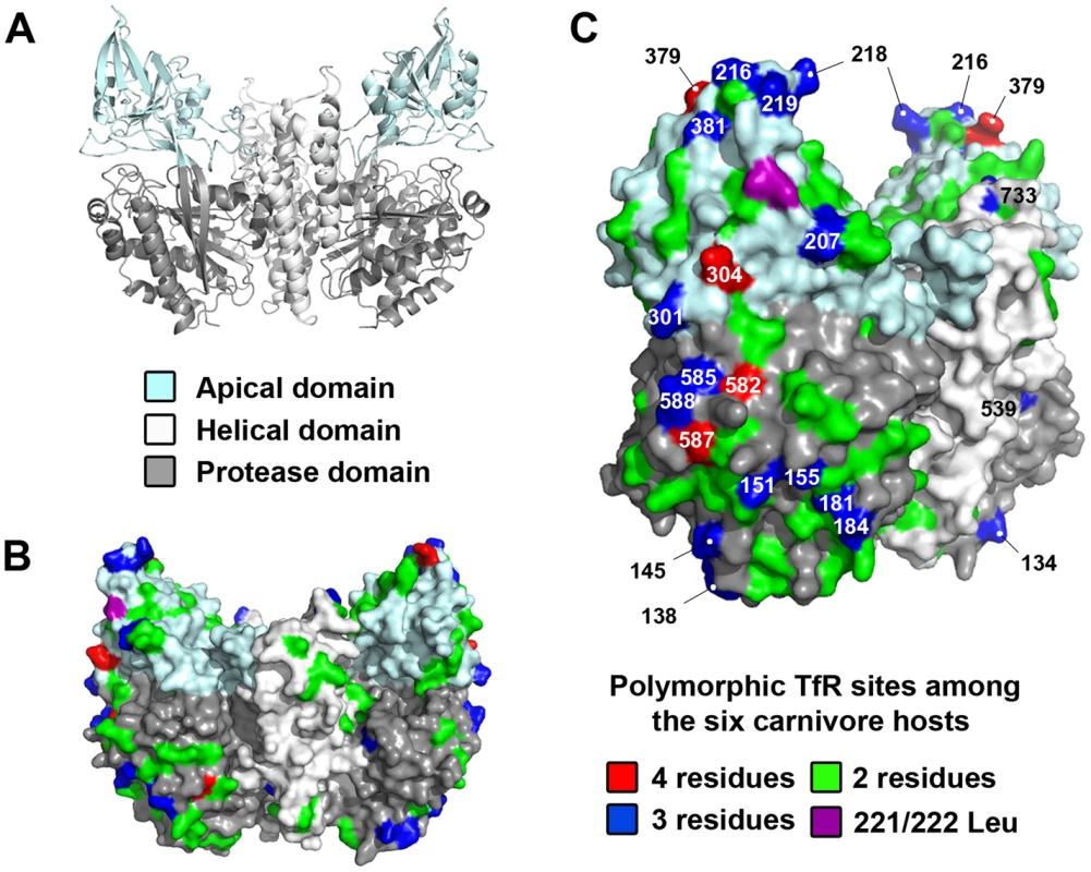 Structural location of mutations in the TfR among the six carnivore hosts analyzed in the experimental evolution studies.