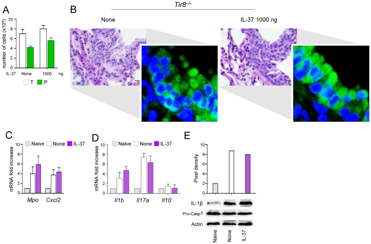 IL-37 fails to inhibit inflammasome activation in <i>Tir8<sup>−/−</sup></i> mice.