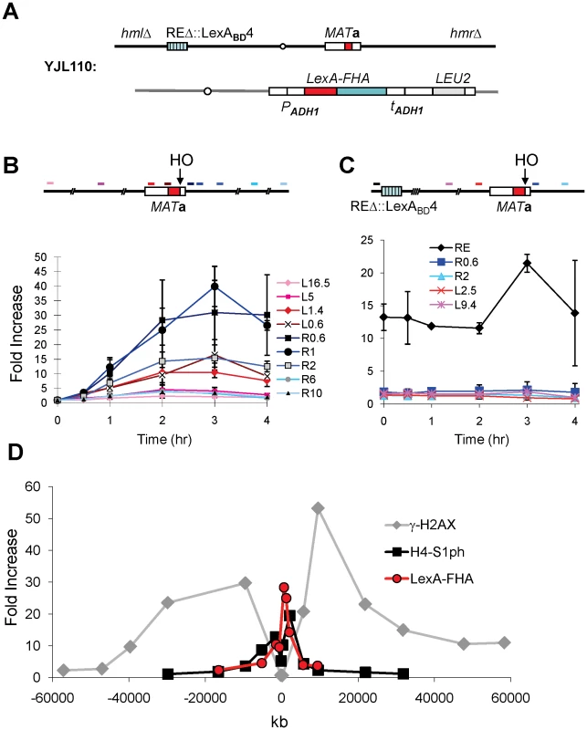 The FHA Domain of Fkh1 Physically Interacts with the <i>MAT</i> after DSB Induction.