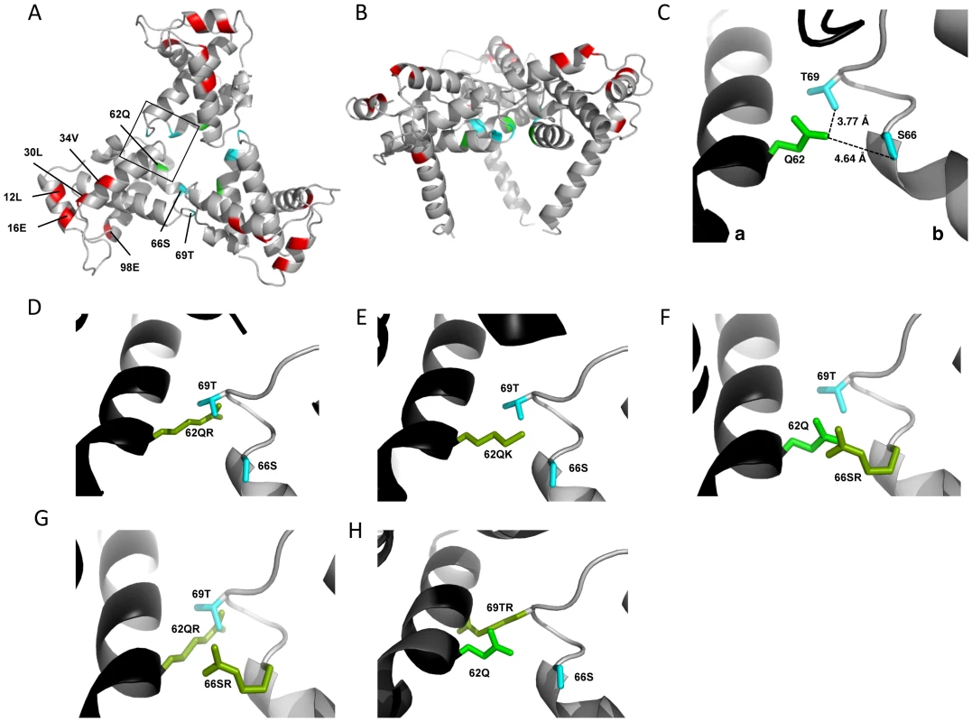 Potential for intersubunit interactions in the MA trimer.