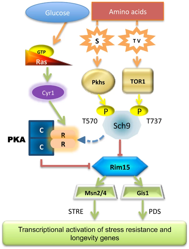 Scheme of the nutrient pathways.