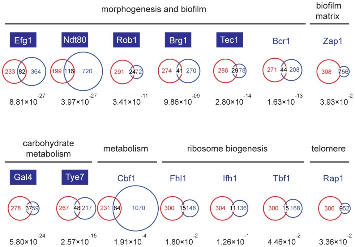The Set3C is a co-factor of glycolysis and morphogenesis regulators.
