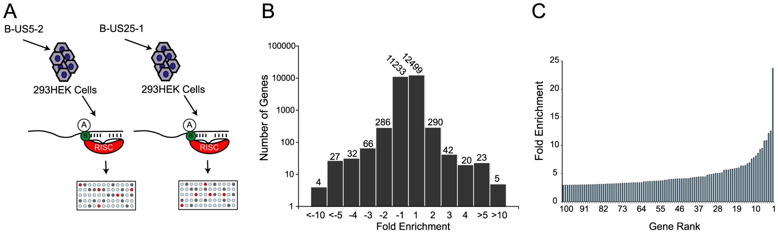 RISC-IP analysis of HCMV encoded miRNA, miR-US25-1.