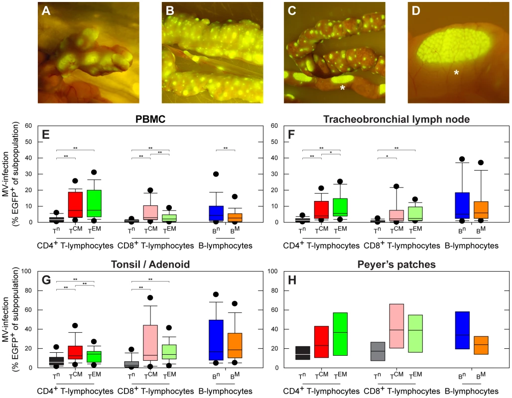 MV infects high percentages of B-lymphocytes and CD45RA<sup>−</sup> memory T-lymphocytes.