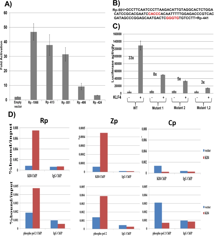 KLF4 binds to both the Zp and Rp IE EBV promoters, and enhances their association with activated RNA polymerase II.