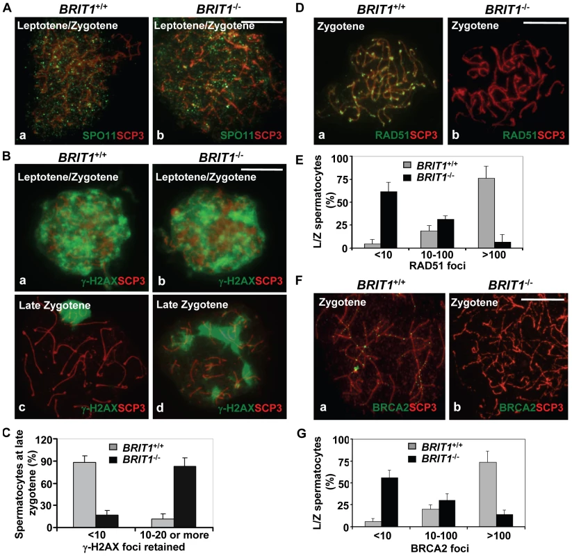 Recombination DNA repair was impaired in <i>BRIT1</i>-deficient spermatocytes.