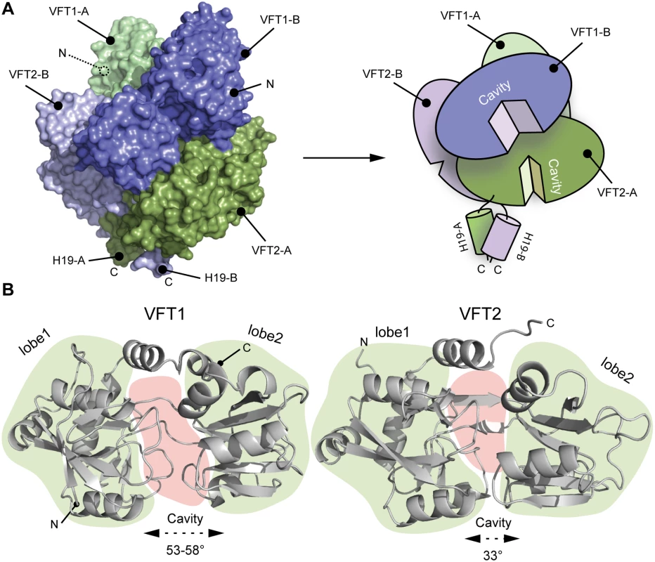 Characterization of the VFT domains.