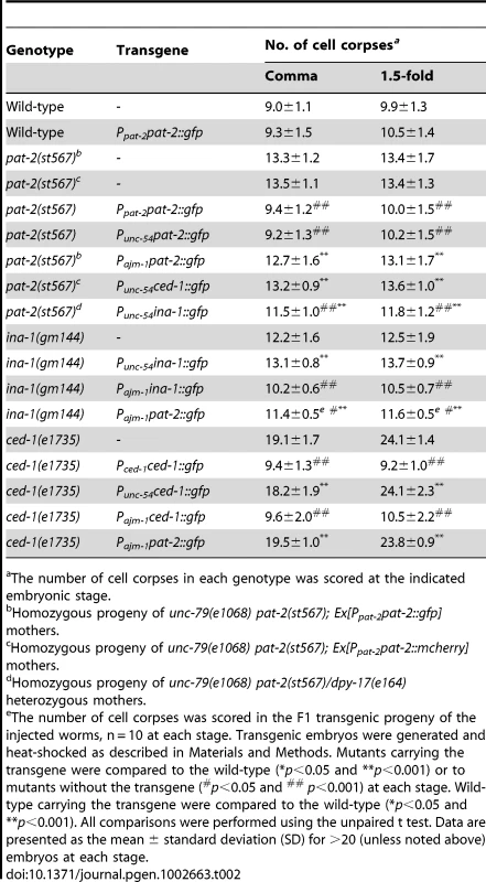 <i>pat-2</i> acts in muscle cells to mediate apoptotic cell engulfment.