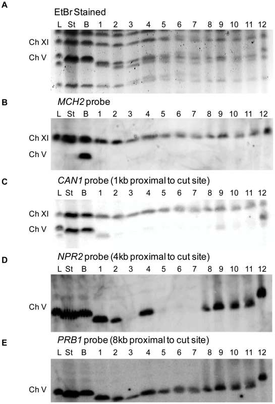 Characterization of Can<sup>R</sup> HPH<sup>S</sup> <i>sgs1</i>Δ <i>exo1</i>Δ colonies in the BIR strain by PFGE.
