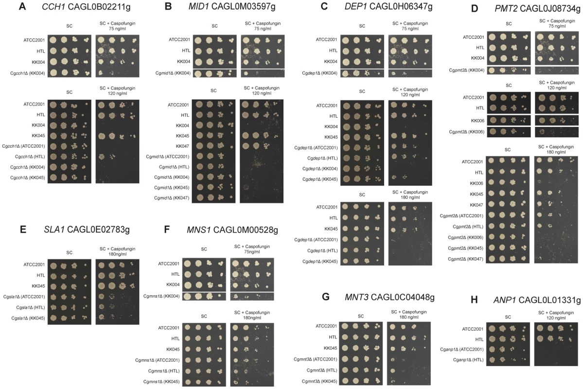 Caspofungin sensitivity of <i>C. glabrata</i> clinical isolate deletion strains.