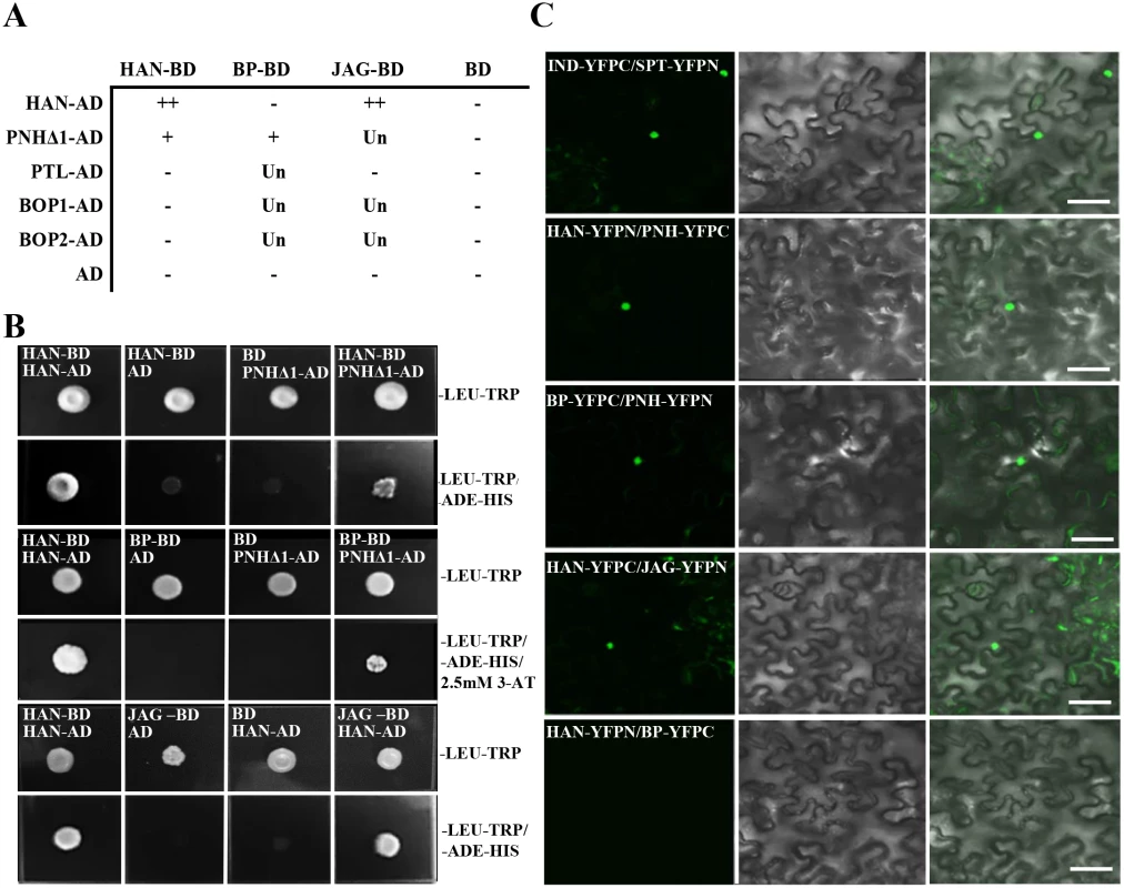 Protein interaction as detected by yeast two hybrid and bimolecular fluorescence complementation (BiFC).