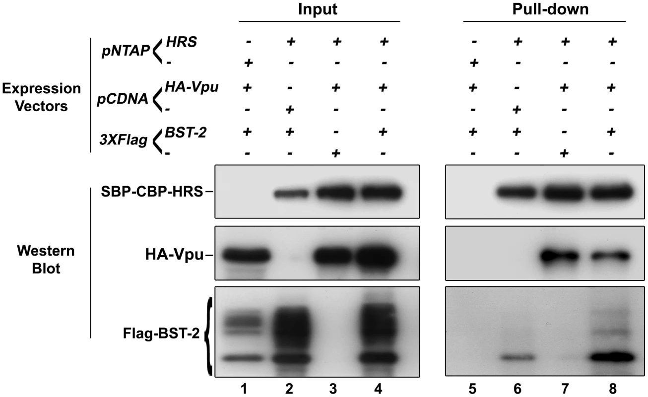 HRS interacts with BST-2 and Vpu.