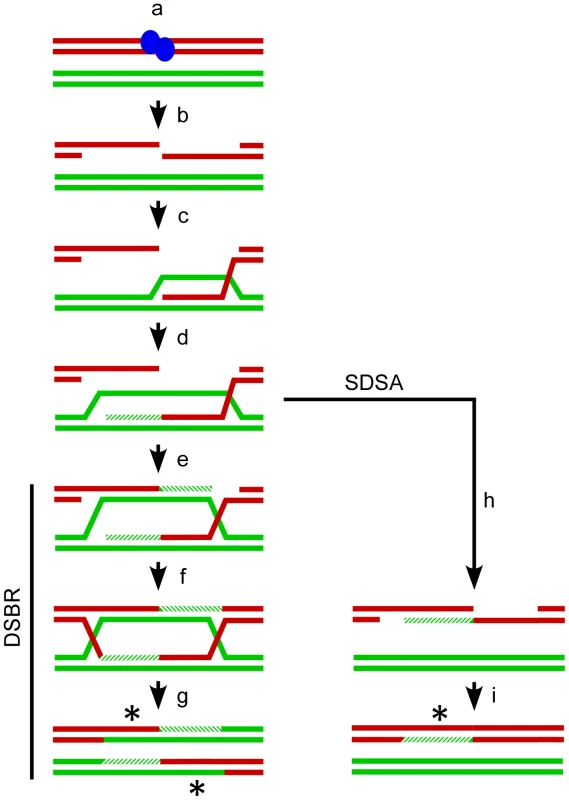 Meiotic recombination models.