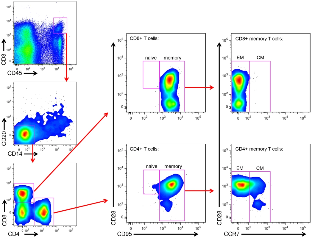Memory and effector CD4+ and CD8+ T cell subsets in SM milk.
