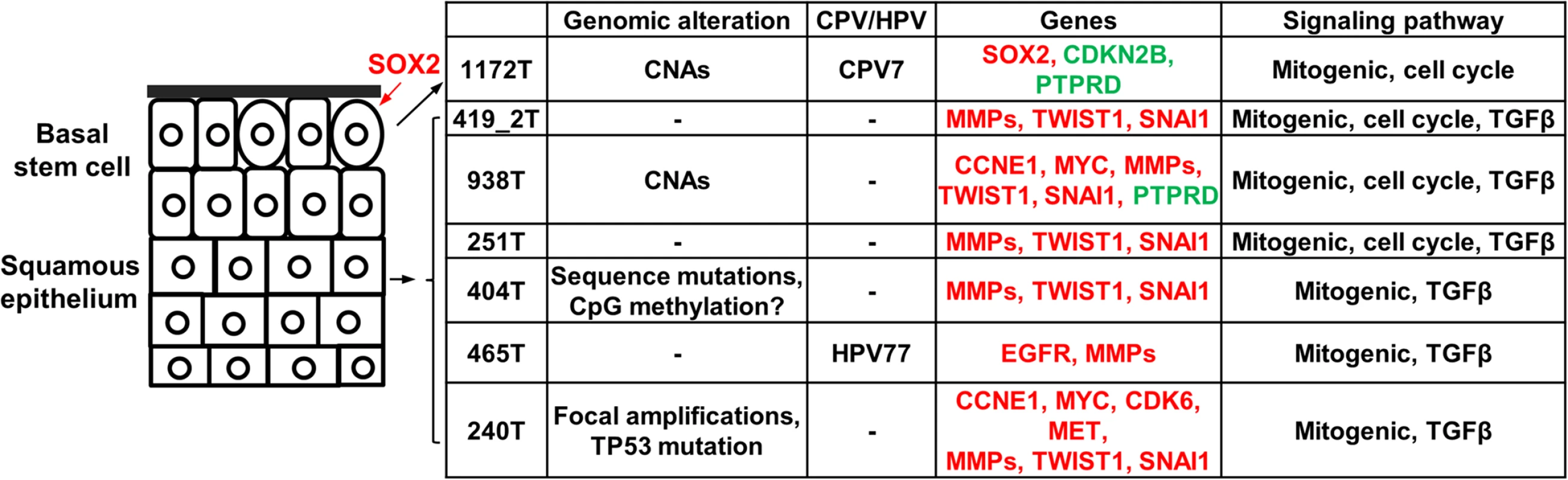 The proposed carcinogenic mechanisms of canine oSCCs investigated.