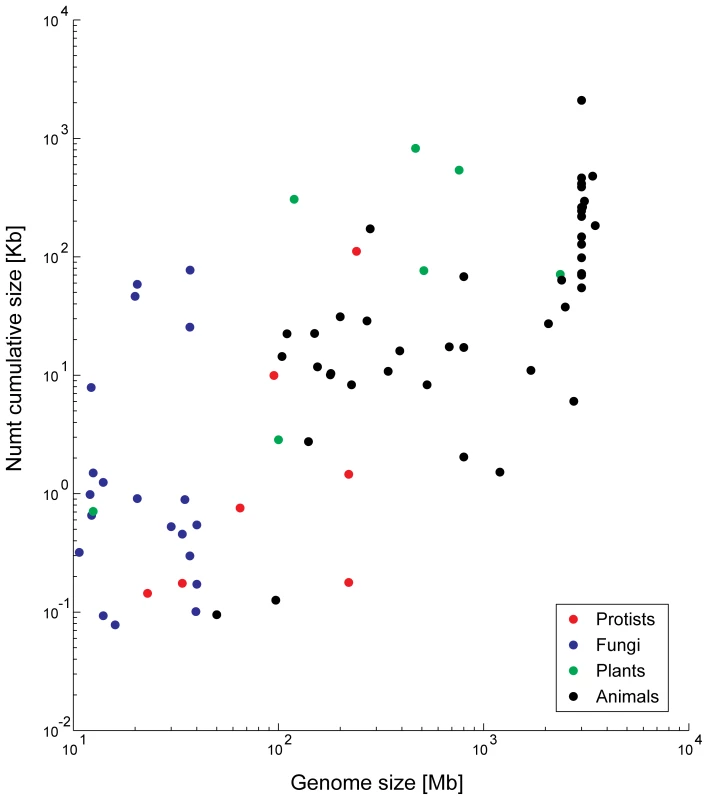 <i>Numt</i> content is correlated to genome size.