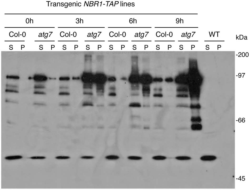 Accumulation of NBR1 and its increased enrichment in the insoluble protein fraction in the <i>atg7</i> mutant under heat stress.