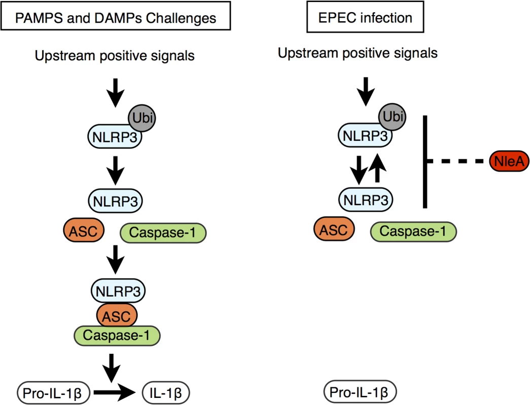Proposed function of NleA as an inhibitor of NLRP3.